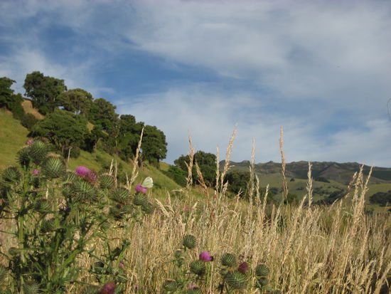 in akaroa in der naehe von christchurch...