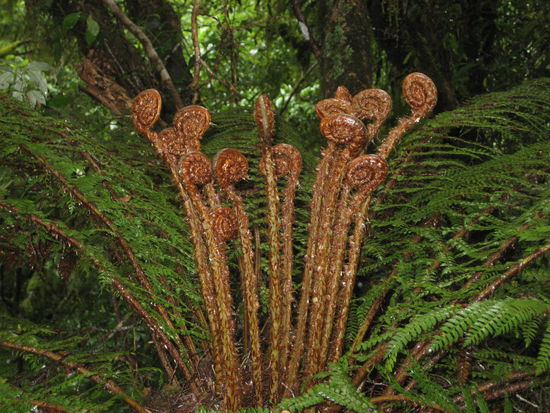 verzauberte fauna in new zealand...