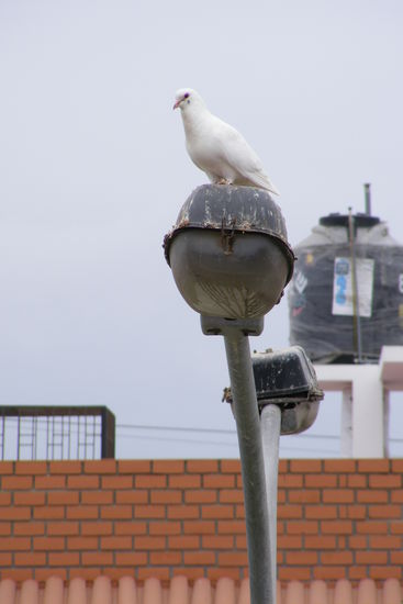 Schoene Begruessung von einer paloma blanca