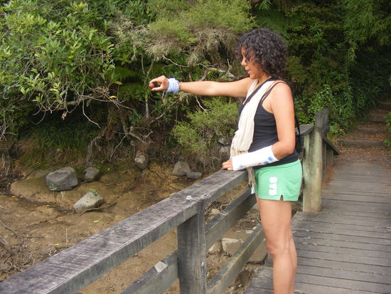 beim Avocado-Baum pflanzen