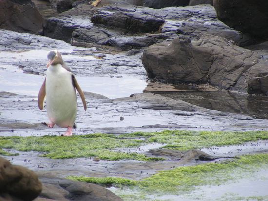 Yellow Eyed Penguin