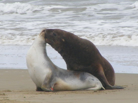Selloewen beim Schmusen