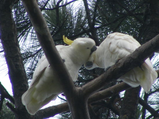 Kakadus im botanischen Garten