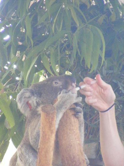 zur Zeit sind viele durch die Waldbraende verletzte Koalas hier