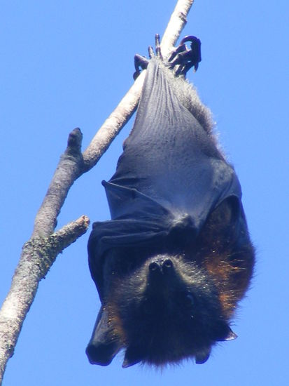 Flying-Fox, wie sie zu tausenden in den baeumen haengen