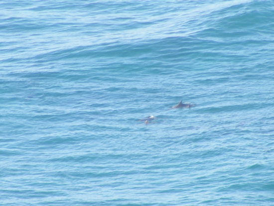 Fuer die Einen sind's Delfine, fuer die Anderen die gefaehrlichsten Haie der Welt, gell Papa...