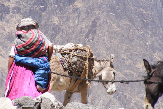 Der Weg aus dem Canyon nach Cabanaconde, dem naechsten Dorf