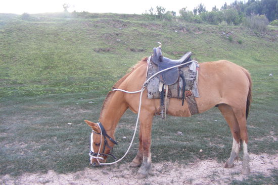 Cori ist Cechua und bedeutet auf spanisch Oro, also Gold