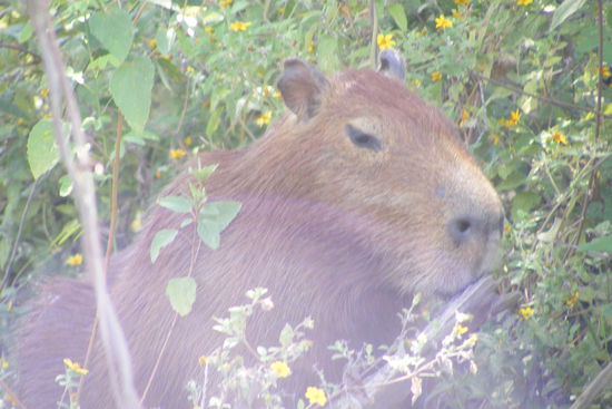 groesstes Nagetier der Welt
