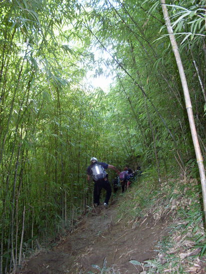 Charlie im Bambuswald