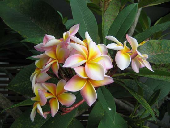 Frangipani oder Tempelblumen