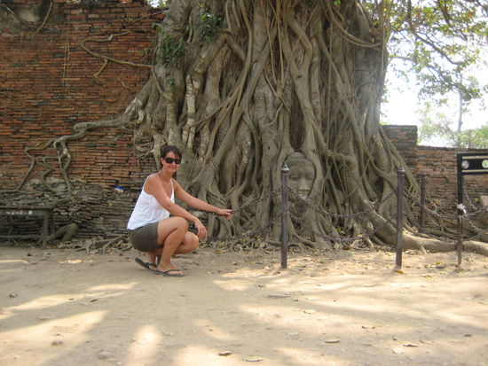 Der eingewachsene Buddha-Kopf im Baum auf dem Gelaende des Wat Mahathatin