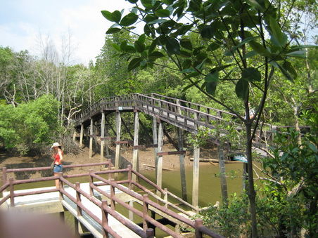 Das ist der Lehrpfad (ca. 1km) durch den Mangrovenwald
