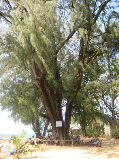 Dieser Baum ist ueber 500 Jahre alt und hat den Tsunami am 26.12.2004 ueberlebt (steht auf dem Schild an dem Baum)