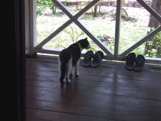Tierischer Besuch, jeden Morgen die Basiskatze.