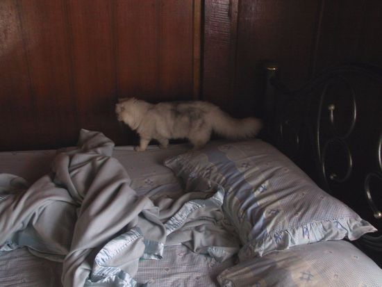 Wir habens mit den Katzen.