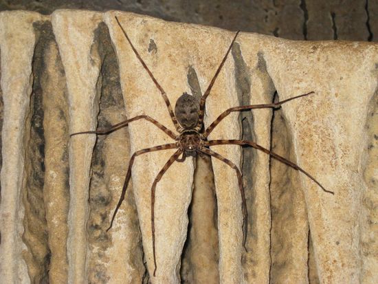 ...und Hoehlenwaechter