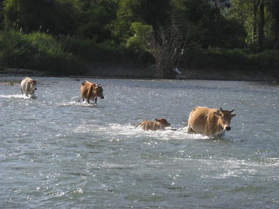 Diese Kuehe brauchten auch mal eine Abkuehlung