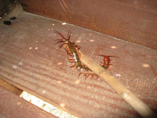 Unser unliebsamer Mitbewohner im Bungalow. Den hatten wir leider erst am letzten Tag beim Rucksack packen entdeckt. Nicht gerade ungefaehrlich....