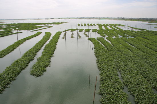 Schwimmende Gaerten am Tonle Sap.