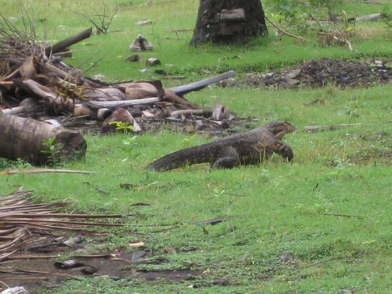 Gleich am ersten Abend sahen wir auf der Insel einen jungen Waran (natuerlich auf der Flucht vor uns).