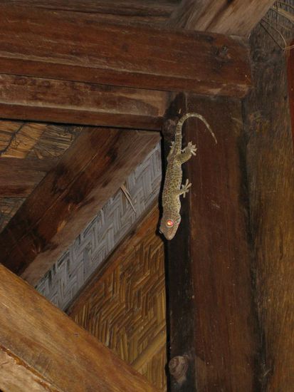 dieser niedliche Gecko haelt unsere Bude sauber (Moskitos und Kakerlakenjaeger)