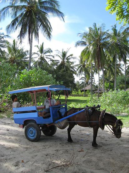 Als Transportmittel gibt es nur Cidomos auf der Insel