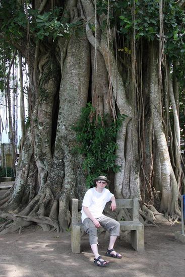 ...ein Rentner auf seiner Bank und vor einem Banyan Baum.....