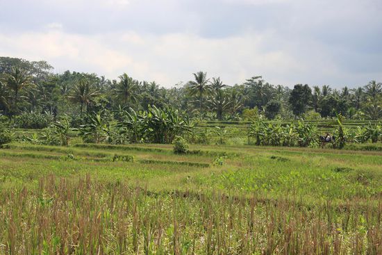 Rueckfahrt vom Prambanan...... vorbei an herrlichen Reisfeldern bei schoenstem Wetter.........