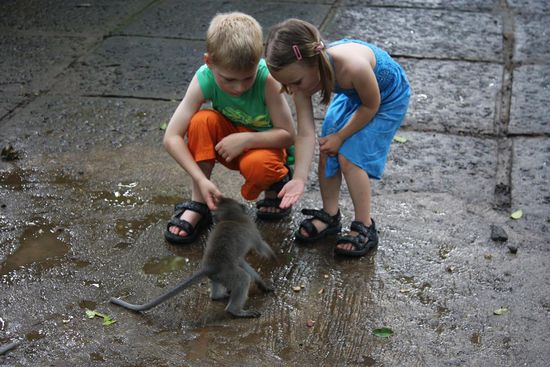 nicht ganz ungefaehrlich die Makkaken