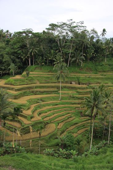 Reisterrassen nahe Ubud