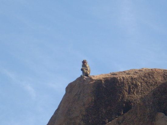 nix als Steine...und Affen