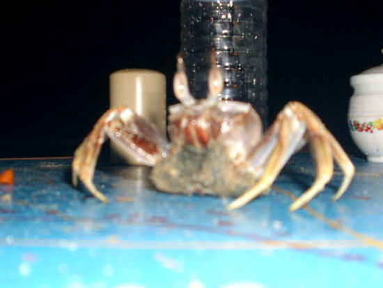 Krebs, sind hier am Strand....aber schwer zu fangen