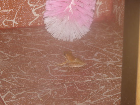 mein Mitbewohner im Bad, mein eigener Klofrosch...muß über den Balkon ins bad, und da sitzt er immer wieder...