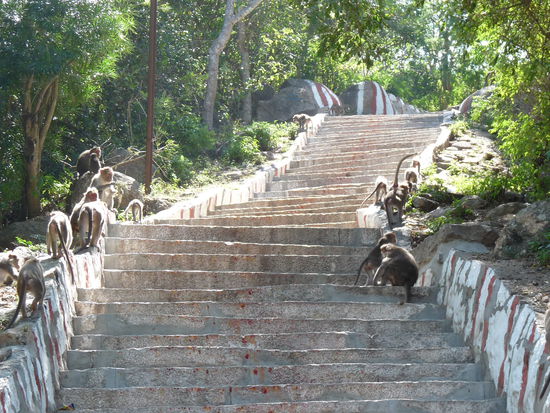 ueber 1000 stufen wieder hinab bis an die stadtgrenze.....teilt man sich mit unendlich vielen Affen und mit Pilgern, von denen erwartet wird, das sie denn weg hinauf gehen....die roten flecke auf den stufen sind wieder die kumkum-Farben....habe pilger beobachtet, die auf jede stufe einen punkt machen....keine Ahnung wie lang die bis hoch brauchen