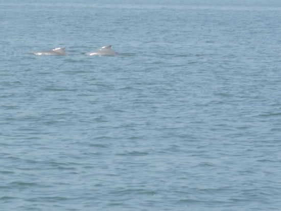 habe sie leider nicht besser erwischt