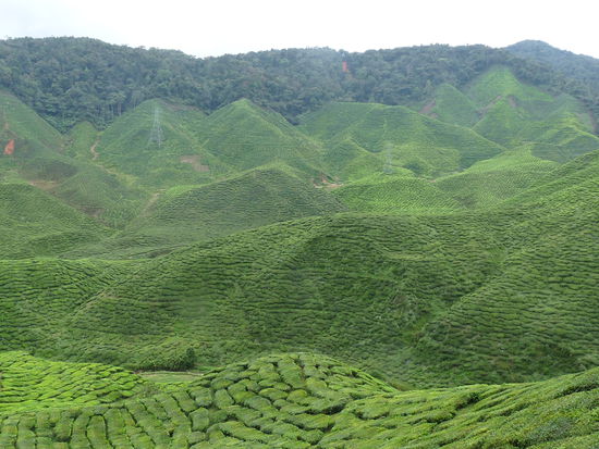 Tee-Plantage in den Cameron Highlands.....es ist wunderschön da
