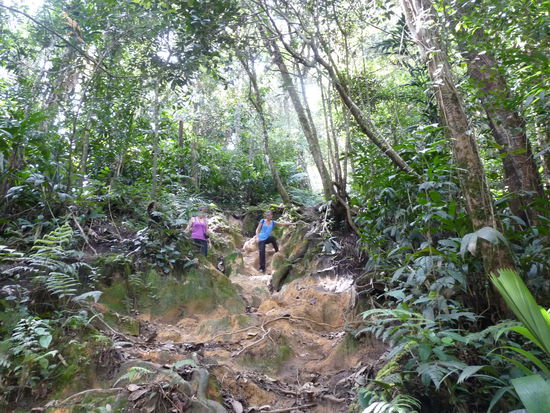 auf einer unserer Treckingtouren, war wunderschön aber sehr anstrengend....ständig auf und ab, dazu mal Sonne mal Regen, waren jeden Tag für einige Stunden im Wald umhergeirrt!