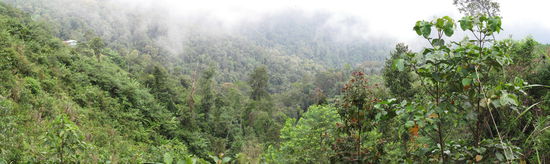 Die Straße durch den Regenwald führt über die Wolkengrenze in einen dichten, kühlen Nebel