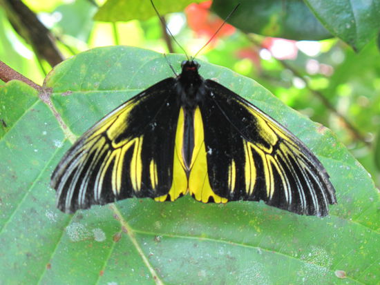 Einer von zwei: es handelt sich um den Borneo Birdwing  (Troides andromache), einem Schwalbenschwanzfalter, der nur auf Borneo heimisch ist