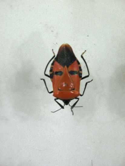 Ein Teufelsgesichtiger Insekt: Catacanthus incarnatus, eine Baum- oder Stinkwanze aus der Familie Pentatomidae