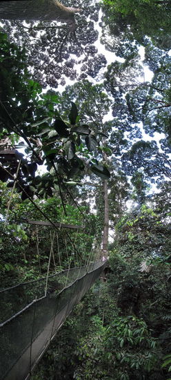 Wackelig aber sicher - die Seilbrücken duch die Baumkronen des Regenwaldes