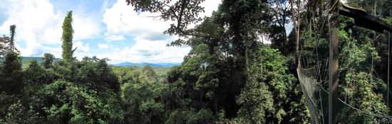 Schöne Aussichten - Der Dschungel aus der Affenperspektive