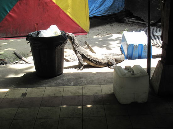 Zum Glück interessieren sich die Warane lieber für den Müll als für die Touristen