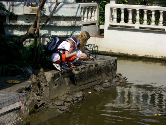 Spielende Kinder mit Schildkröten