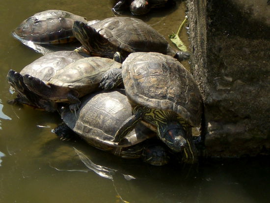 Die Bewohner des Wat Prayun einmal ganz nah