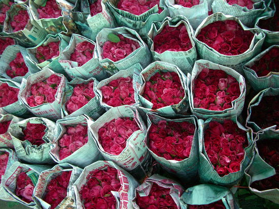 ...zu Sträußen zusammengebunden