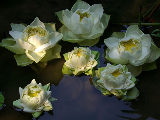 Rosen baden in einem Wasserkübel