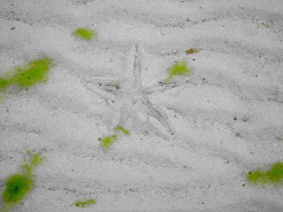In einem Pril hat sich bei Ebbe ein Seestern eingegraben.