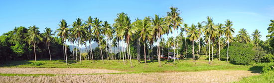 ...und komme an ausgetrockneten Reisfeldern vorbei. Die freundlichen Leute winken mir am Wegesrand zu.